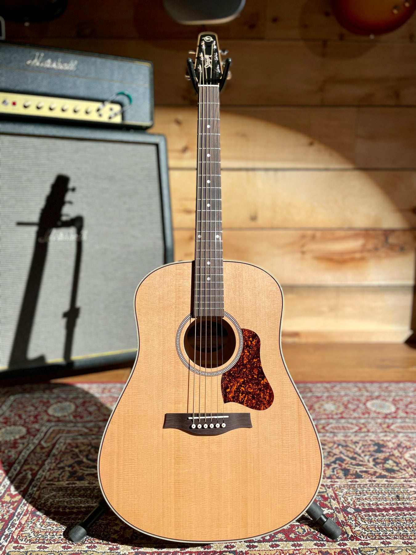 Seagull coastline online momentum